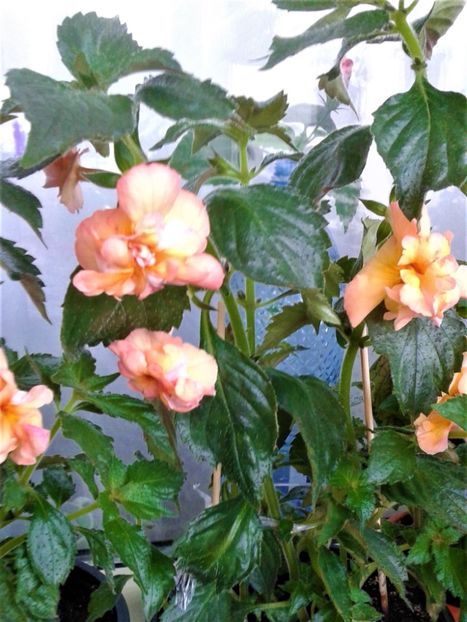  - Rizomii de achimenes plantati astazi pentru anul 2022