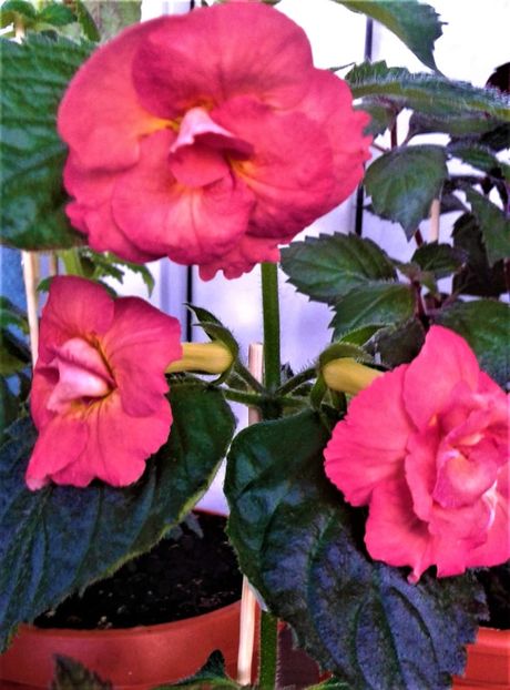  - Rizomii de achimenes plantati astazi pentru anul 2022