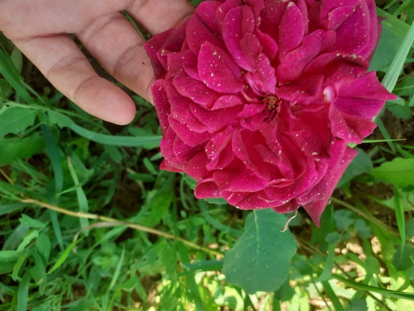  - Mai 2022 volumul 2