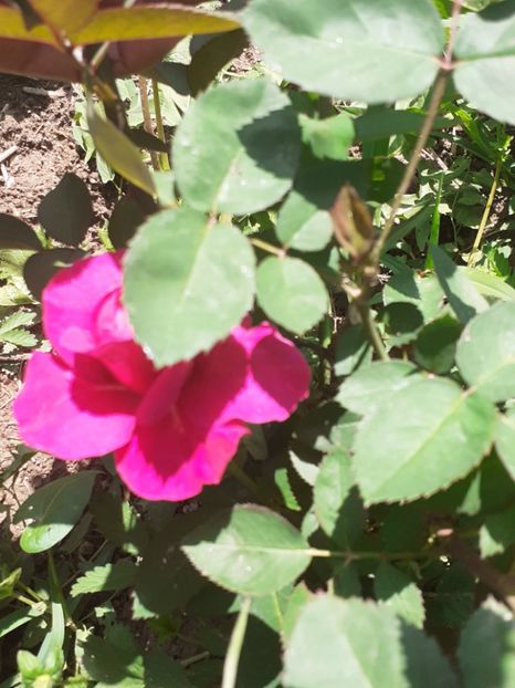  - Mai 2022 volumul 2