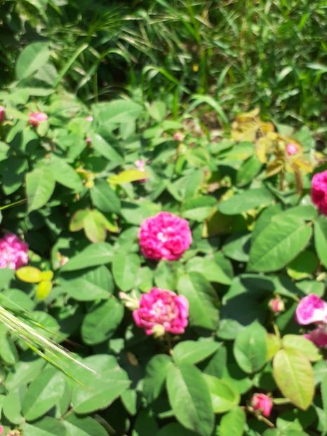  - Mai 2022 volumul 2