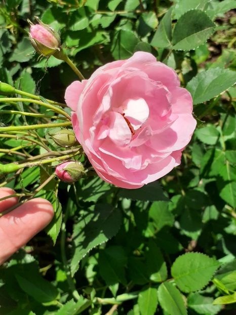  - Mai 2022 volumul 2