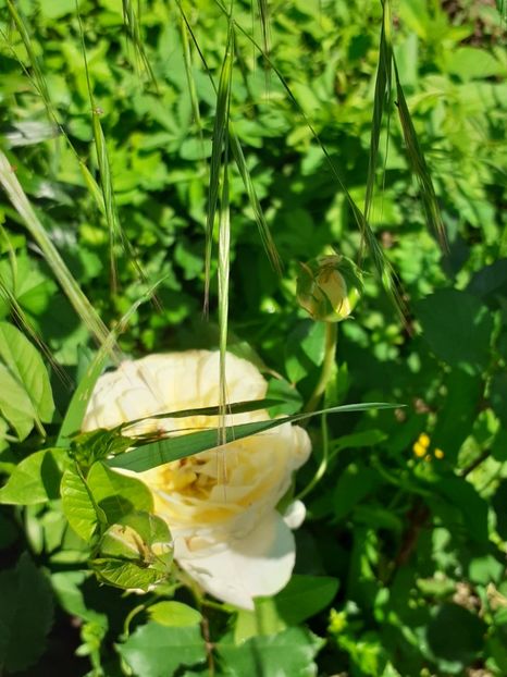  - Mai 2022 volumul 2