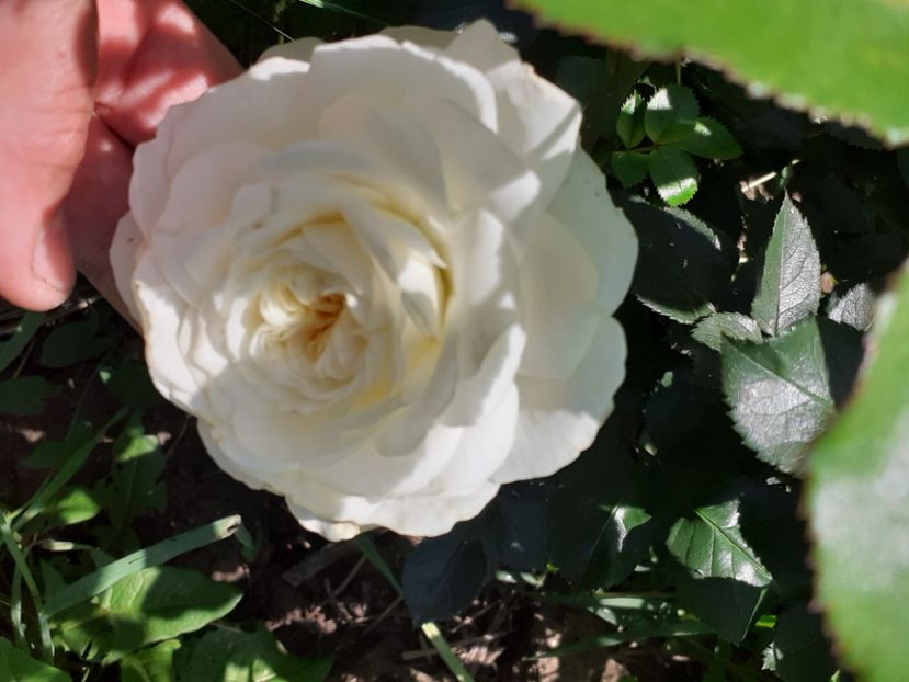  - Mai 2022 volumul 2