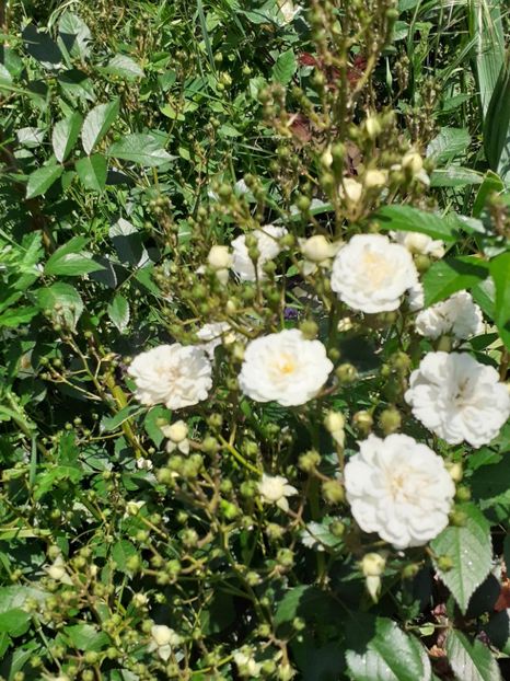  - Mai 2022 volumul 2