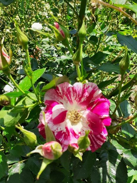  - Mai 2022 volumul 2