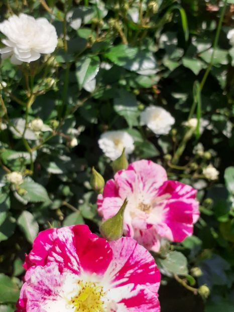  - Mai 2022 volumul 2