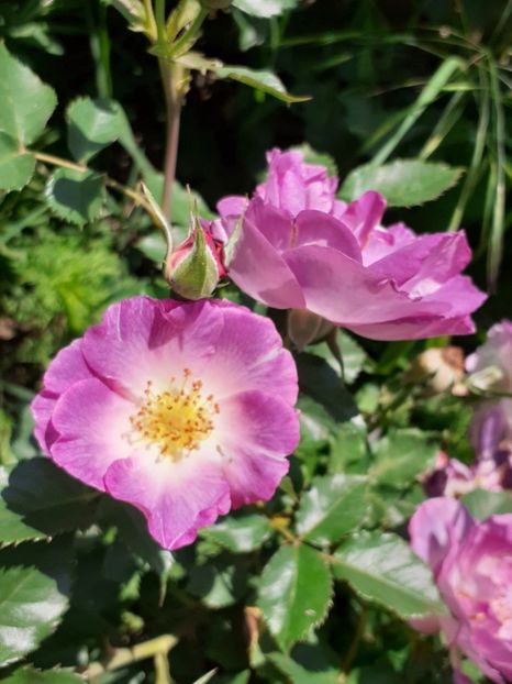  - Mai 2022 volumul 2