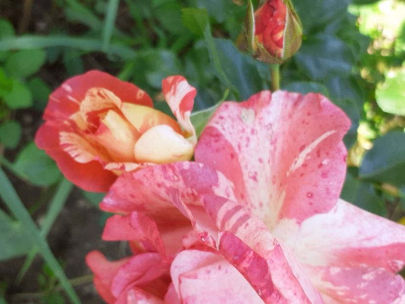  - Mai 2022 volumul 2