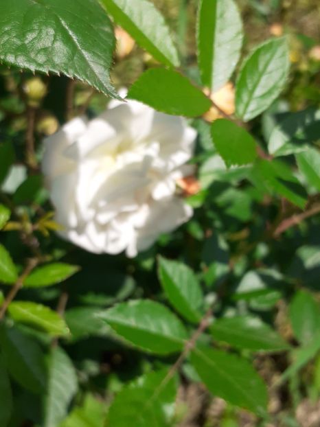  - Mai 2022 volumul 2