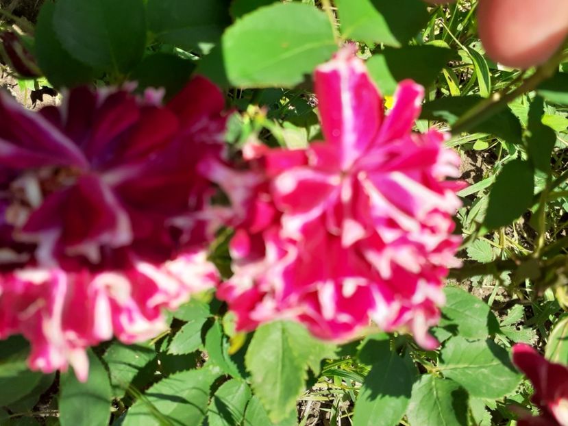  - Mai 2022 volumul 2