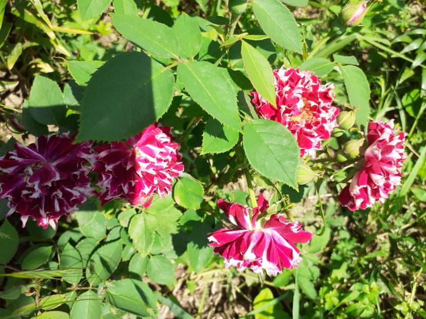  - Mai 2022 volumul 2