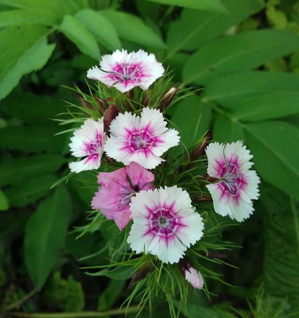  - Primăvara în grădină