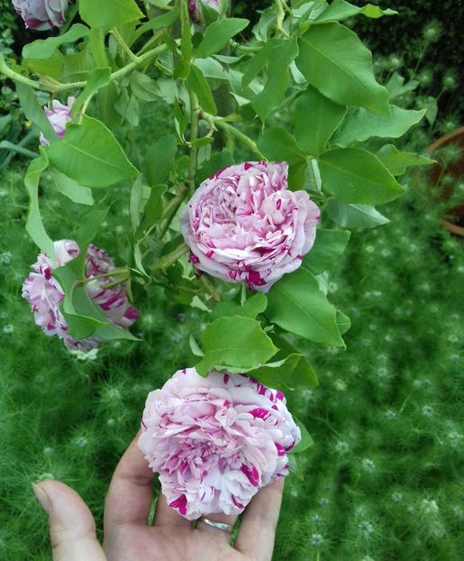  - Primăvara în grădină