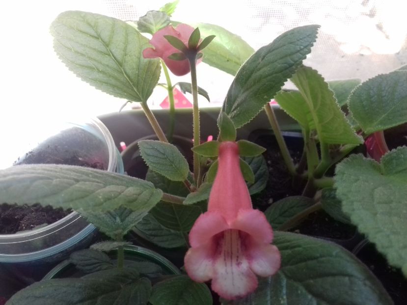 Amanda s Penny - Sinningiuțe