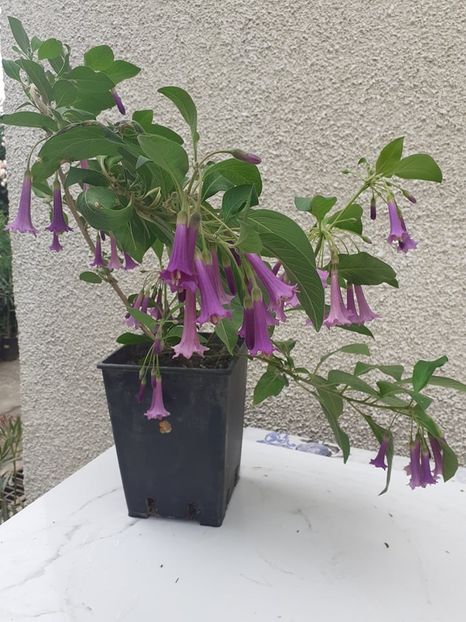  - 0 Acnistus australis creste ca un arbust zona 9-10