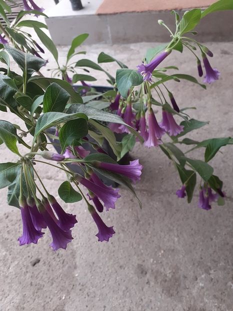  - 0 Acnistus australis creste ca un arbust zona 9-10