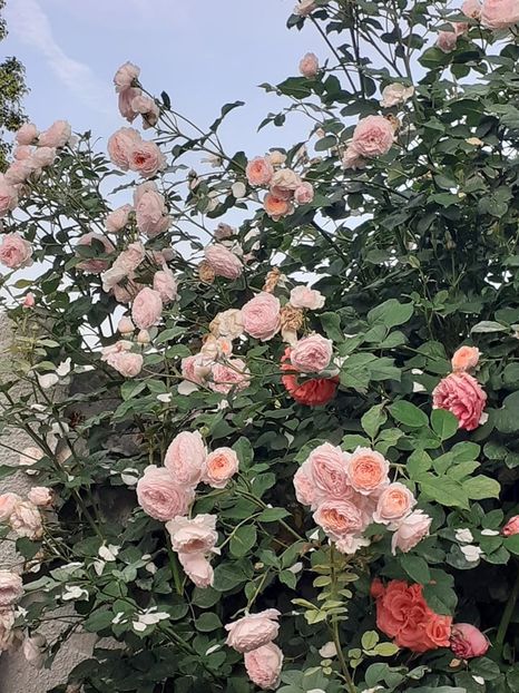  - James galvay urcator