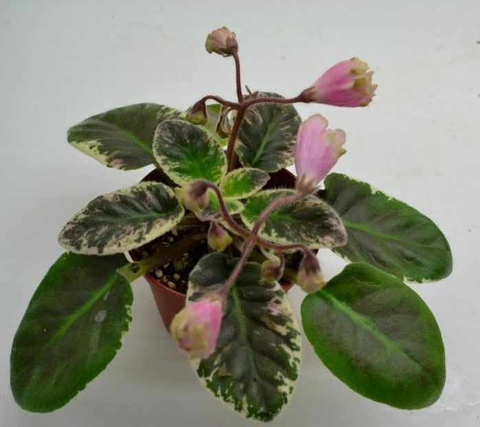 71f28c2151d56eb3f920851ca1eb96a0 - Dorinte