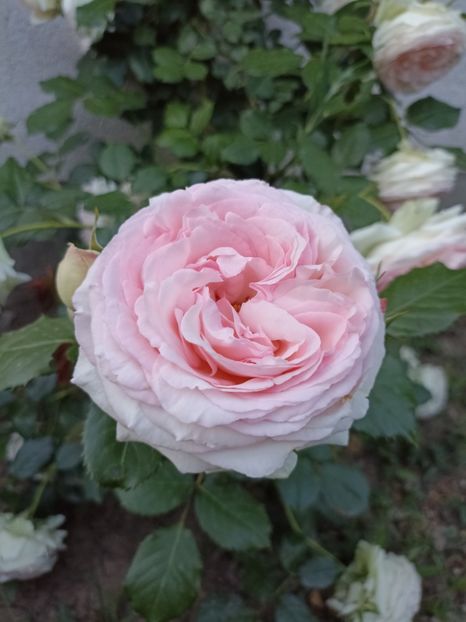 2022 - 31.05 - Eden rose