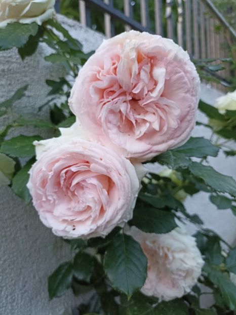2022 - 31.05 - Eden rose