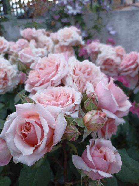 2022 - 31.05 - Festival de Jardin Chaumont