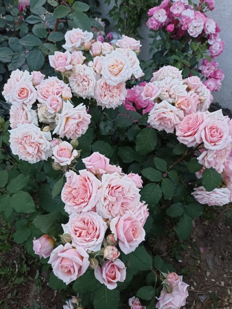 2022 - 31.05 - Festival de Jardin Chaumont