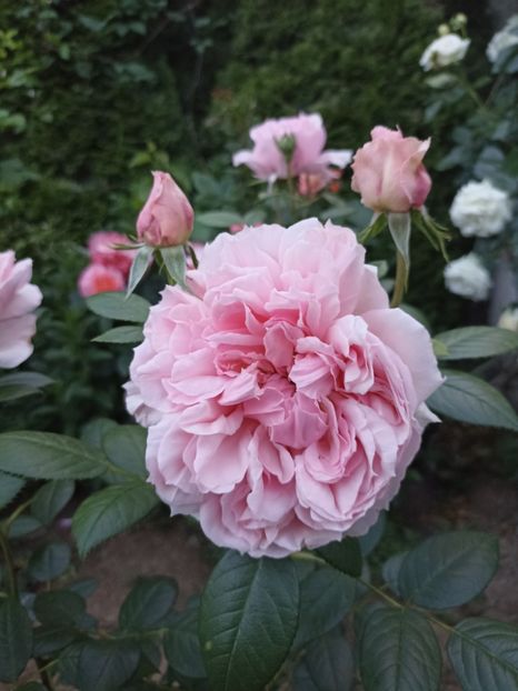 2022 - 31.05 - Schon maid