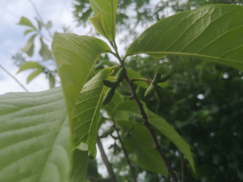 pawpaw nealtoit - Arbori fructiferi 2022