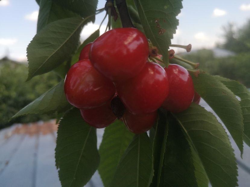  - Arbori fructiferi 2022
