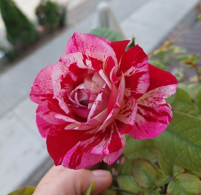  - Trandafiri 2020-2023