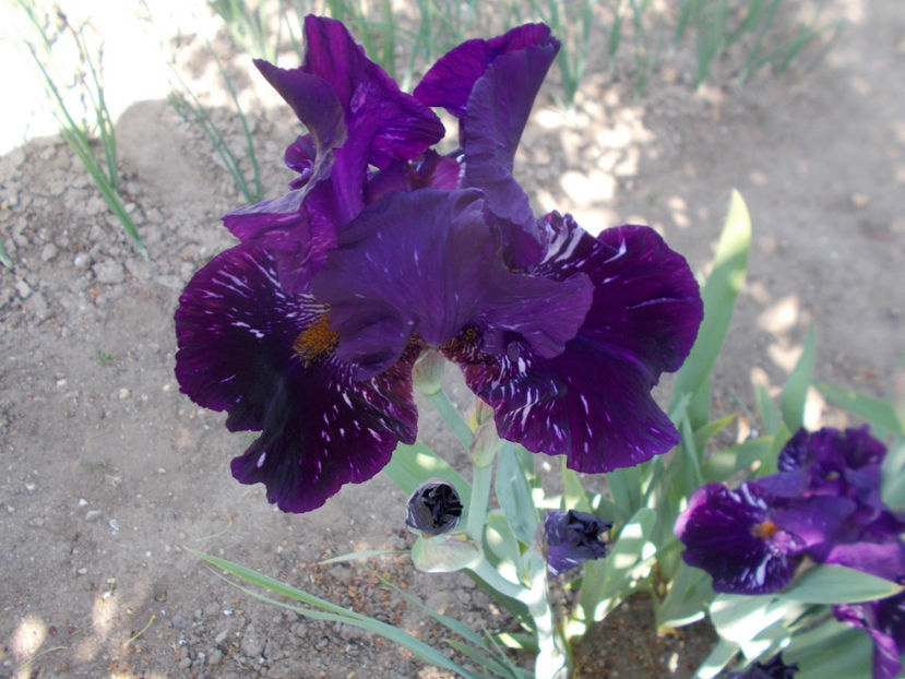 T-v-r1,1-gnu again -20 - IRISI INALTI SI MEDII DISPONIBILI IN-2023 capitol 1