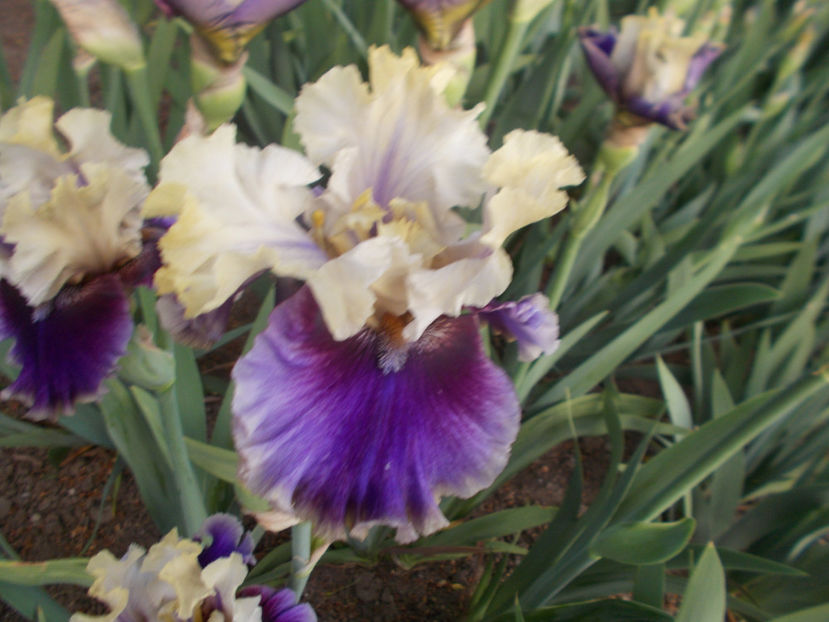 T-v-r1,2-carnival carpers-15 - IRISI INALTI SI MEDII DISPONIBILI IN-2023 capitol 1