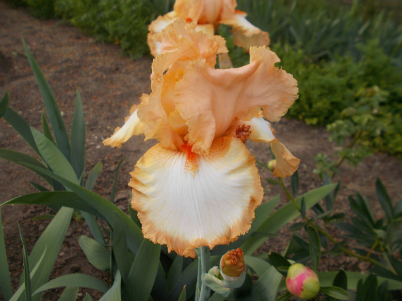 T-v-r1,4 si 5-barbara my love-15 - IRISI INALTI SI MEDII DISPONIBILI IN-2023 capitol 1