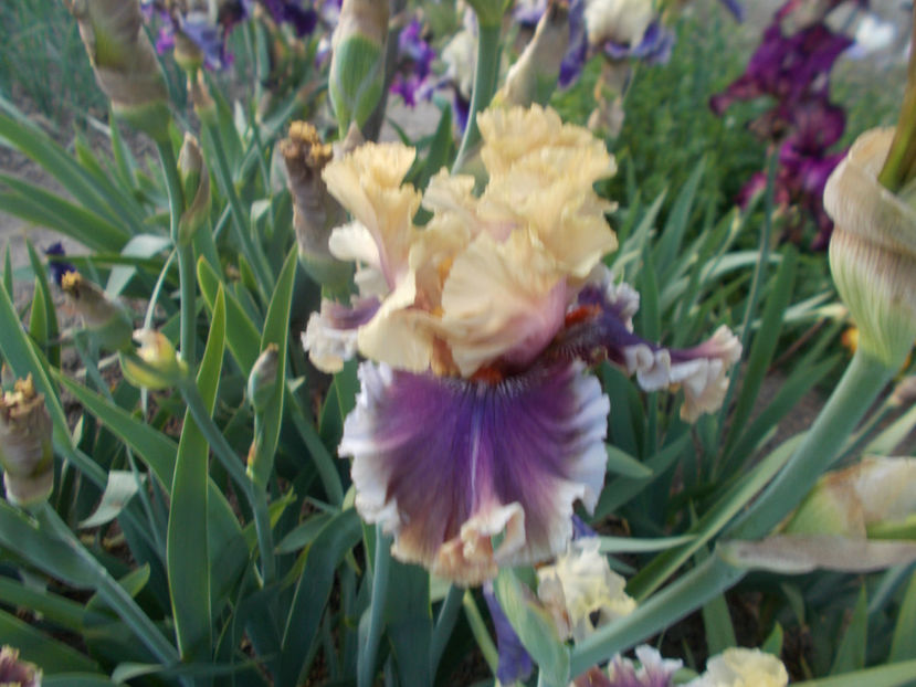 T-v-r2,2-sm0ke and thunder-20 - IRISI INALTI SI MEDII DISPONIBILI IN-2023 capitol 1