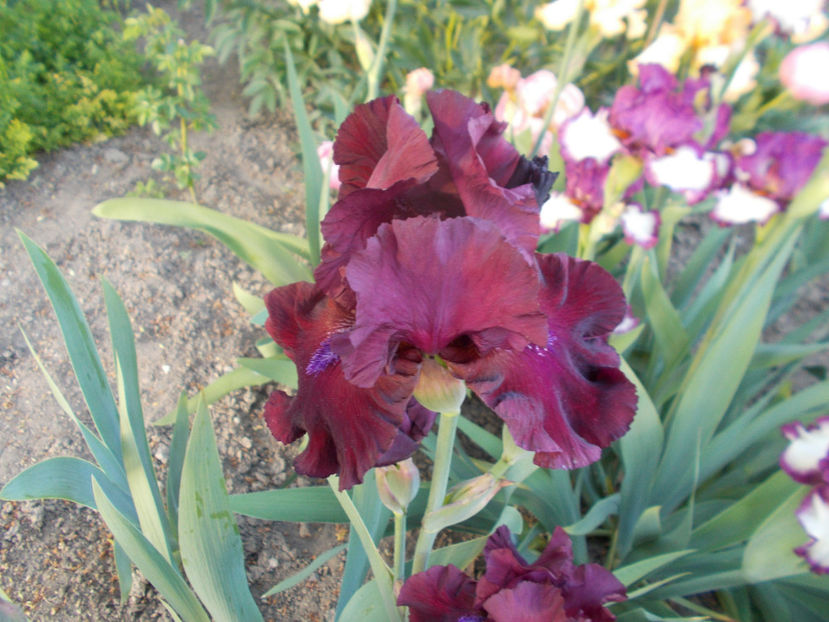 T-v-r2,6-fortunate son-15 - IRISI INALTI SI MEDII DISPONIBILI IN-2023 capitol 1