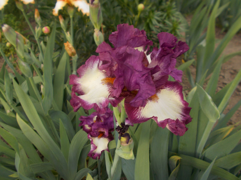 T-v-r2,7- i ve got rhythm-18 - IRISI INALTI SI MEDII DISPONIBILI IN-2023 capitol 1