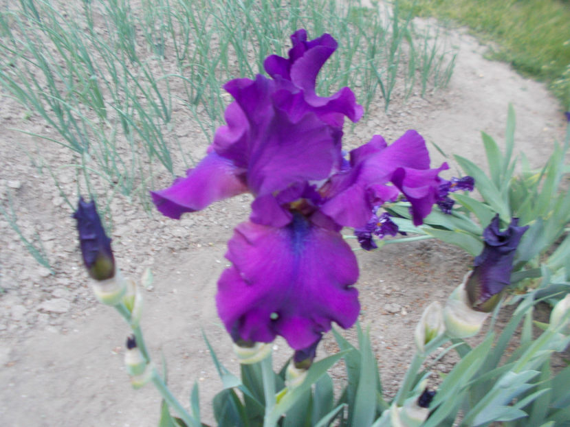 T-v-r3,1-sultry mood-10 - IRISI INALTI SI MEDII DISPONIBILI IN-2023 capitol 1