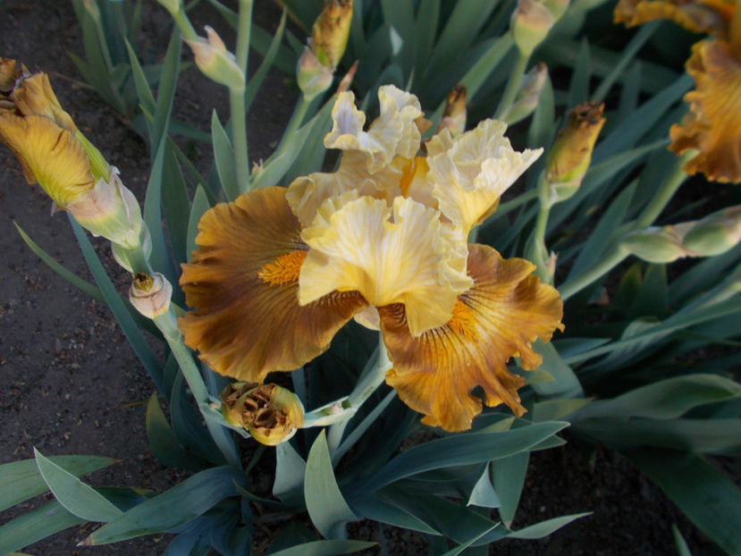 T-v-r3,5-bronzova socha-25 - IRISI INALTI SI MEDII DISPONIBILI IN-2023 capitol 1