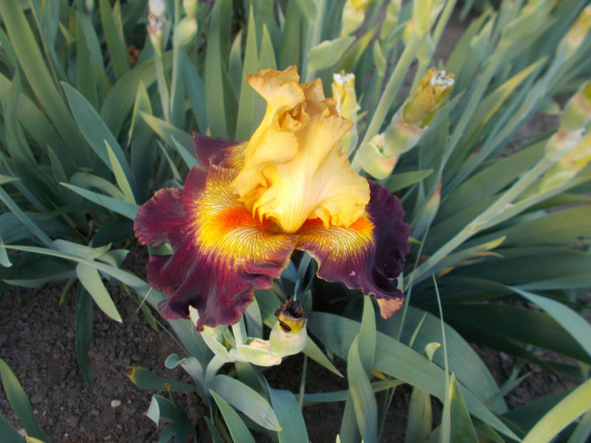 T-v-r3,7-jantar a  mahagon-18 - IRISI INALTI SI MEDII DISPONIBILI IN-2023 capitol 1