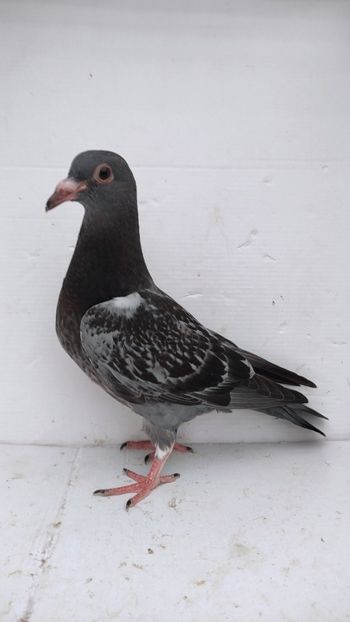 vandut - De vânzare voiajori pui 2022