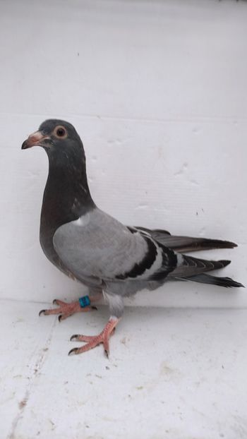 vandut - De vânzare voiajori pui 2022