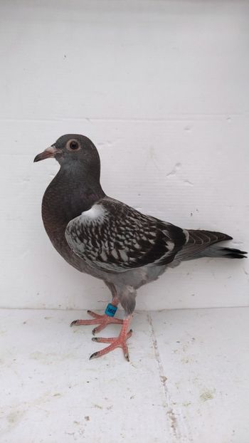 vandut - De vânzare voiajori pui 2022