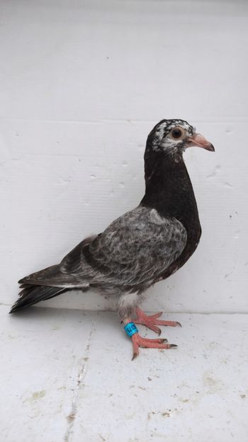 vandut - De vânzare voiajori pui 2022