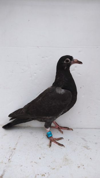 vandut - De vânzare voiajori pui 2022