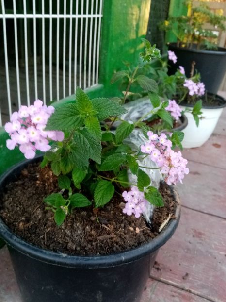  - Lantana camara mov