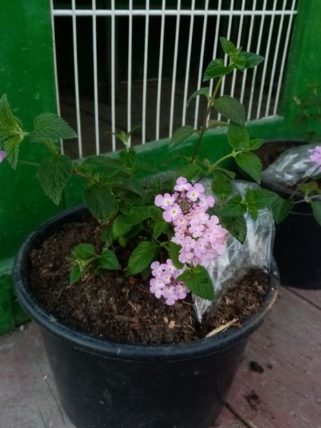  - Lantana camara mov