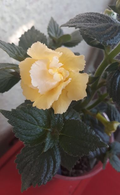  - 0001 2022 - BriD s LIMONELLA