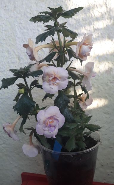  - 0001 2022 - BriD s Viktoria