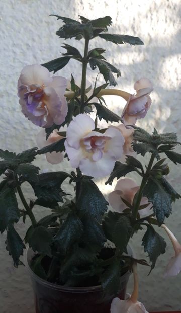  - 0001 2022 - BriD s Viktoria